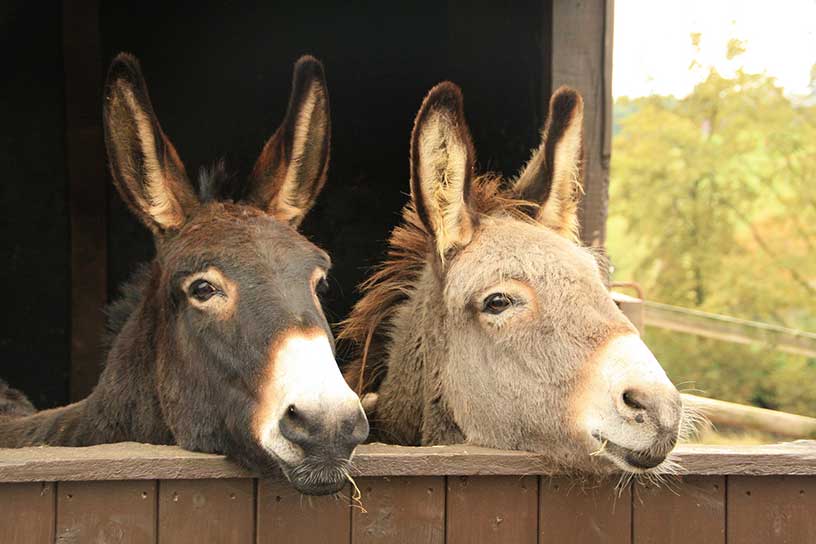 twee ezels op stal